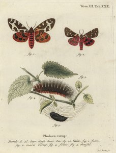 Polilla tigre de jardín o gran polilla tigre, Arctia caja de Johann Carl Bock