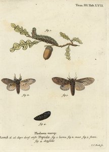 Gran prominente, Peridea anceps de Johann Carl Bock
