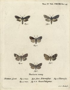Tiburón verde plateado, Cucullia argentea 1,2, rústico otoñal, Eugnorisma glareosa 4, figura de ochenta, Tethea ocularis 4-6. Grabado en cobre coloreado a mano por Johann Carl Bock después de Die Schmetterlinge en Abbildungen de Eugenius Johann Christoph E de Johann Carl Bock