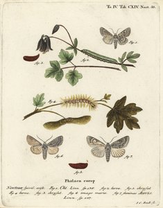 Chi gris, Antitype chi 1 y polilla del sicomoro, Acronicta aceris 2-7. Grabado en cobre a mano coloreado por Johann Carl Bock después de Die Schmetterlinge de Eugenius Johann Christoph Esper de Johann Carl Bock