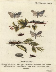 Acronicta psi 1-4, y Acronicta tridens 5-8. Grabado en cobre a mano coloreado por Johann Carl Bock después de Die Schmetterlinge de Eugenius Johann Christoph Esper de Johann Carl Bock