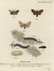Polilla de la tierra, Malacosoma castrense de Johann Carl Bock