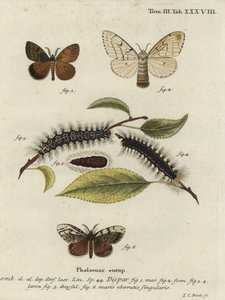 Polilla gitana, Lymantria dispar de Johann Carl Bock