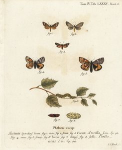 Polilla sirvienta, Dysauxes ancilla 1-3, y ala naranja, Archiearis parthenias 4-8. Grabado en cobre coloreado a mano por Johann Carl Bock después de Die Schmetterlinge in Abbildungen nach der Natur de Eugenius Johann Christoph Esper, Erlangen de Johann Carl Bock