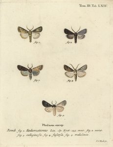 Polilla corazón y dardo, polilla de nabo y nube plateada de Johann Carl Bock