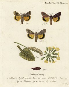 Polilla amarilla grande, Noctua pronuba, y variedades. Grabado en cobre coloreado a mano por Johann Carl Bock después de Die Schmetterlinge in Abbildungen nach der Natur de Eugenius Johann Christoph Esper, Erlangen de Johann Carl Bock