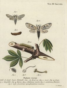 Polilla leopardo, Zeuzera pyrina de Johann Carl Bock