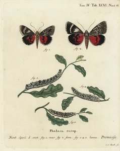 Polilla de ala carmesí claro, Catocala promissa. Grabado en cobre coloreado a mano por Johann Carl Bock después de Die Schmetterlinge in Abbildungen nach der Natur de Eugenius Johann Christoph Esper, Erlangen de Johann Carl Bock