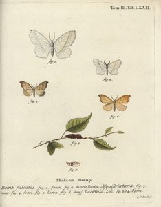Polilla esmeralda clara y polilla de gancho festoneado de Johann Carl Bock