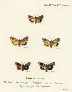 Alas amarillas lunares, Noctua orbona 1, y alas amarillas de borde ancho menor o alas amarillas de Langmaid, Noctua janthina 2-5. Grabado en cobre a mano coloreado por Johann Carl Bock después de Die Schmetterlinge en Abbildungen nach der Natur de Eugenius de Johann Carl Bock