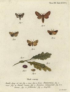 Polilla Malacosoma franconicum y festón, Apoda limacodes de Johann Carl Bock