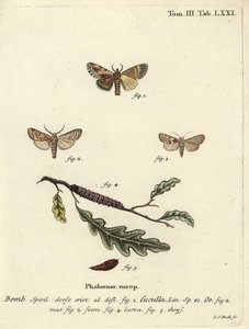 Polilla prominente de arce y polilla de corazón de Johann Carl Bock