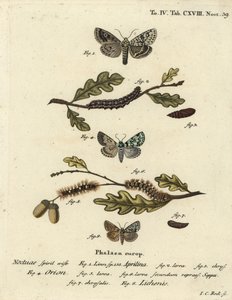 Dichonia aprilina 1-4, Moma alpium 5-7, y Cryphia muralis 8. Grabado en cobre a mano coloreado por Johann Carl Bock después de Die Schmetterlinge de Eugenius Johann Christoph Esper de Johann Carl Bock
