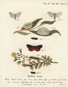 Polilla molinera, Acronicta leporina 1-5, y polilla cinabrio, Tyria jacobaeae 6-8. Grabado en cobre coloreado a mano por Johann Carl Bock después de Die Schmetterlinge in Abbildungen nach der Natur de Eugenius Johann Christoph Esper, Erlangen de Johann Carl Bock