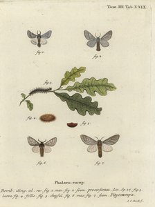 Polilla procesionaria del roble, Thaumetopoea processionea de Johann Carl Bock
