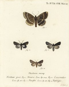 Vieja dama o ala negra, Mormo maura 1, alquimista oriental, Aedia leucomelas 2, y Dypterygia scabriuscula 3,4. Grabado en cobre coloreado a mano por Johann Carl Bock después de Die Schmetterlinge in Abbildungen nach der Natur de Eugenius Johann Christoph E de Johann Carl Bock