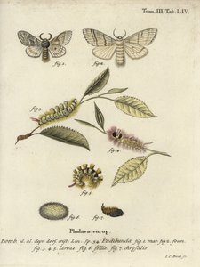 Calliteara pudibunda de Johann Carl Bock