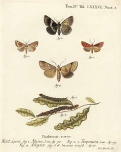 Dysgonia algira, Cosmia trapezina, Graphiphora augur y larvas. Grabado en cobre coloreado a mano de Johann Carl Bock después del libro Die Schmetterlinge in Abbildungen nach der Natur de Eugenius Johann Christoph Esper de Johann Carl Bock