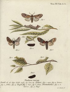 Prominente de guijarros y prominente de hierro de Johann Carl Bock