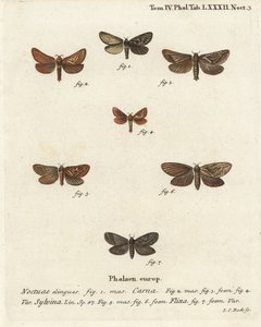 Pharmacis carna 2-4, ala naranja, Triodia sylvina 5,6, y ala dorada, Phymatopus hecta 7. Grabado en cobre coloreado a mano por Johann Carl Bock después de Die Schmetterlinge in Abbildungen nach der Natur de Eugenius Johann Christoph Esper, Erlangen de Johann Carl Bock