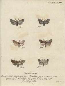 Polilla en polvo, castaño rojo, polilla de ladrillo, etc. de Johann Carl Bock