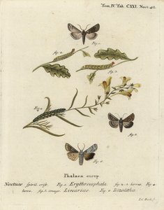 Conistra erythrocephala 1-4, Calophasia lunula 5 y Lithophane ornitopus 6. Grabado en cobre a mano coloreado por Johann Carl Bock después de Die Schmetterlinge de Eugenius Johann Christoph Esper de Johann Carl Bock