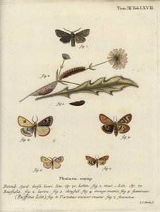 Quaker de línea roja, buff nublado y castaño con volantes de Johann Carl Bock