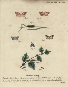 Polilla rosada y polilla de capa corta de Johann Carl Bock