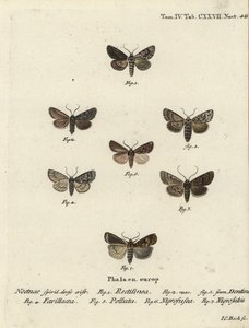 Polilla sajona, Hyppa rectilinea 1, polilla de tijeras, Hada plebeja 2,3, daga de pantano, Acronicta strigosa 4, pinzón de manchas marrones, Agrochola litura 5, dardo de línea blanca, Euxoa nigrofusca 6, Opigena polygona 7. Grabado en cobre coloreado a man de Johann Carl Bock
