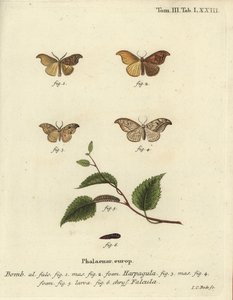 Escaso gancho y gancho de guijarros de Johann Carl Bock
