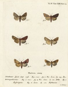 Escaso Y plateado, Syngrapha interrogationis 1,2, Y dorado liso, Autographa jota 3-5, mancha dorada, Plusia festucae 6. Grabado en cobre a mano coloreado por Johann Carl Bock después de Die Schmetterlinge de Eugenius Johann Christoph Esper de Johann Carl Bock