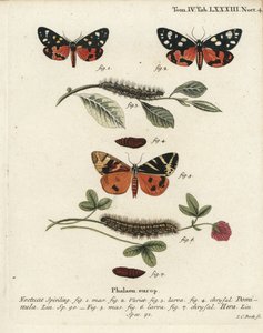 Callimorpha dominula 1-4, y Euplagia quadripunctaria 5-7. Grabado en cobre a mano coloreado por Johann Carl Bock después de Die Schmetterlinge de Eugenius Johann Christoph Esper de Johann Carl Bock