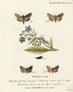 Polilla Y plateada, Autographa gamma 1-4 y polilla Y de Essex, Cornutiplusia circumflexa 5,6. Grabado en cobre coloreado a mano por Johann Carl Bock después de Die Schmetterlinge in Abbildungen nach der Natur de Eugenius Johann Christoph Esper, Erlangen de Johann Carl Bock