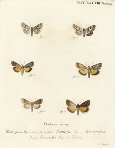Trébol manchado, Schinia scutosa 1,2, Epilecta linogrisea 3, Guernsey bajo ala, Polyphaenis sericata 4, y bajo ala de paja, Thalpophila matura 5,6. Grabado en cobre a mano coloreado por Johann Carl Bock después de Die Schmetterlinge de Eugenius Johann Chri de Johann Carl Bock