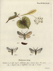 Polilla Sprawler, Asteroscopus sphinx de Johann Carl Bock