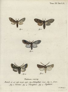 Prominente de tres jorobas, polilla de olivo y polilla de nabo de Johann Carl Bock