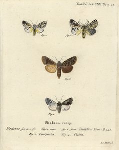 Trichosea ludifica 1,2, Rhyacia lucipeta 3, y Lamprosticta culta 4. Grabado en cobre a mano coloreado por Johann Carl Bock después de Die Schmetterlinge de Eugenius Johann Christoph Esper de Johann Carl Bock