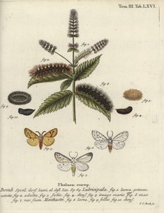 Armiño blanco, Spilosoma lubricipeda de Johann Carl Bock