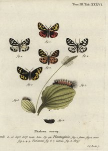 Polilla tigre de madera, Parasemia plantaginis de Johann Carl Bock