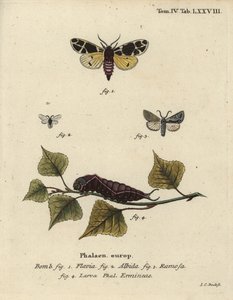 Polilla tigre amarilla, larva de armiño blanco, etc. de Johann Carl Bock