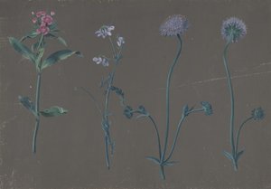 Estudio de tres flores, 1781 de Johann Christian August Birnbaum