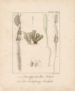  de Johann Christoph Bock