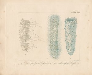  de Johann Christoph Bock