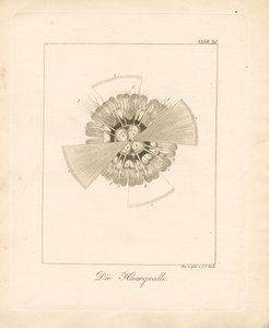  de Johann Christoph Bock