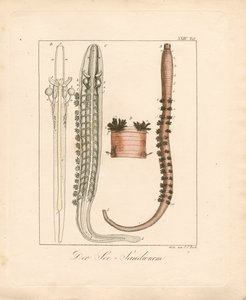  de Johann Christoph Bock