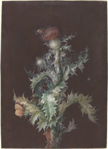 Cardo con insectos, c. 1755 de Johann Christoph Dietzsch