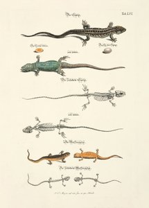  de Johann Daniel Meyer