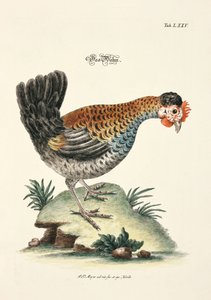 El pollo