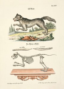  de Johann Daniel Meyer