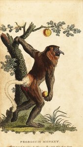 Mono narigudo, Nasalis larvatus. En peligro de extinción. ,1800 (grabado) de Johann Eberhard Ihle